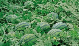 高州网红吃瓜群微信,揭秘网络红人的幕后生活